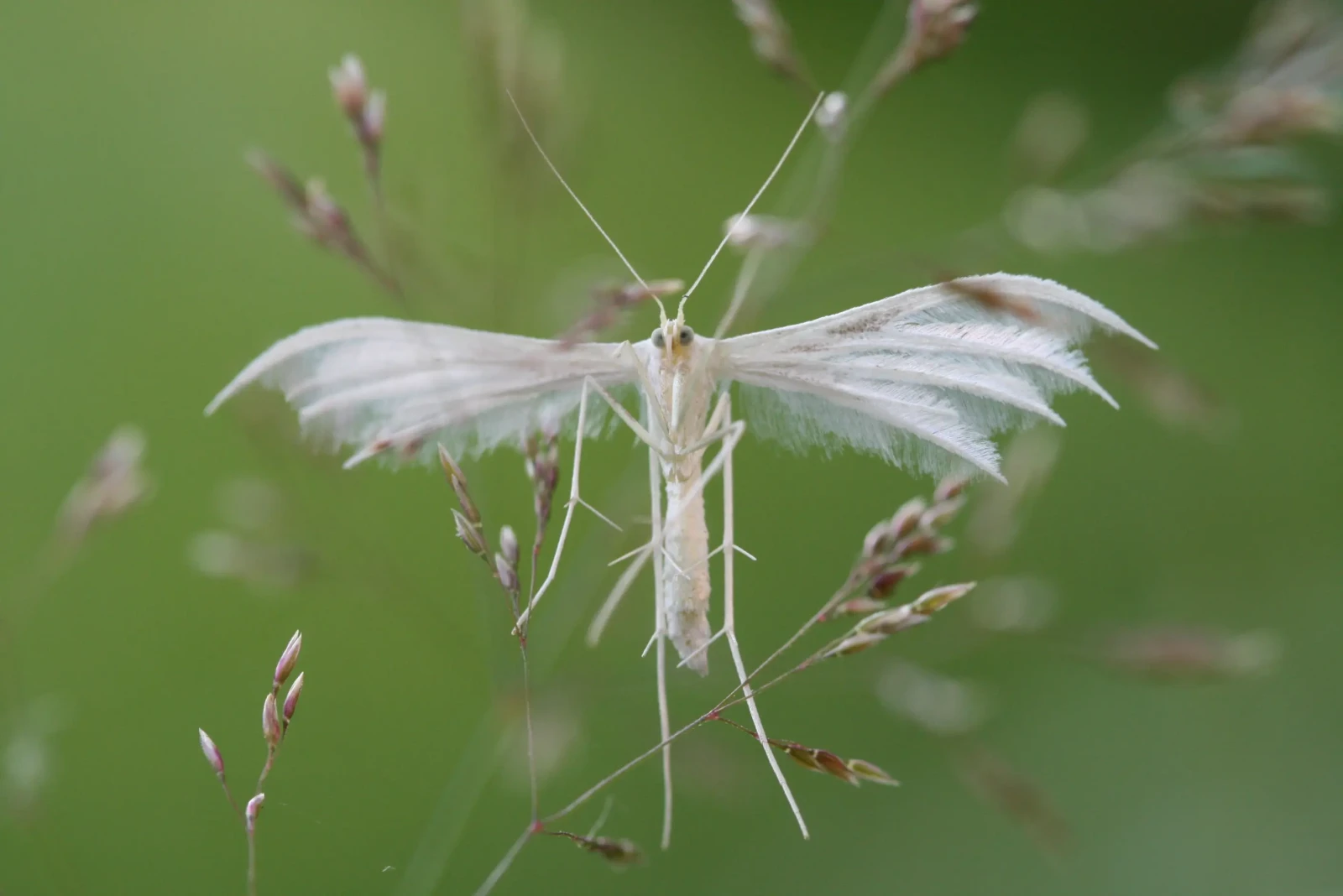 Inventaire des papillons de nuit autour de Dole